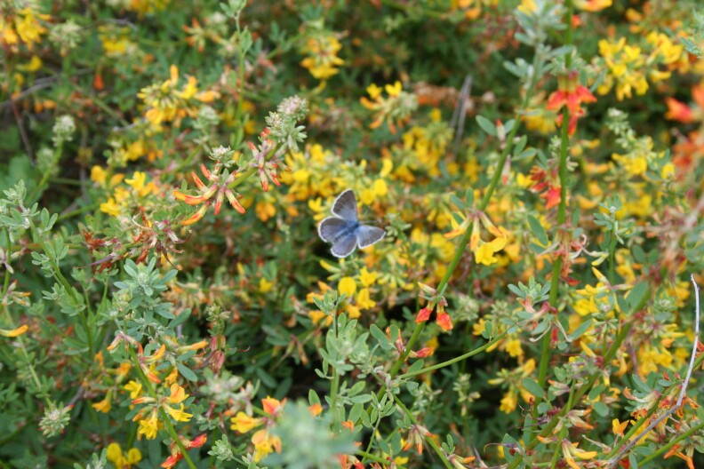 A small silver blue butterfly flies among native California flowers