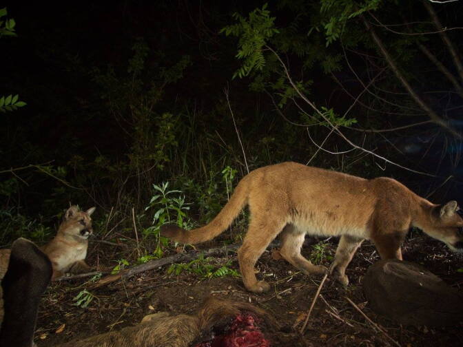 National Park Service: "This is the only shot with two kittens in it. It's hard to see, but P-40 (right) has a blue tag in her left ear. We did not place a GPS collar on P-40 when she was captured because of her young age."