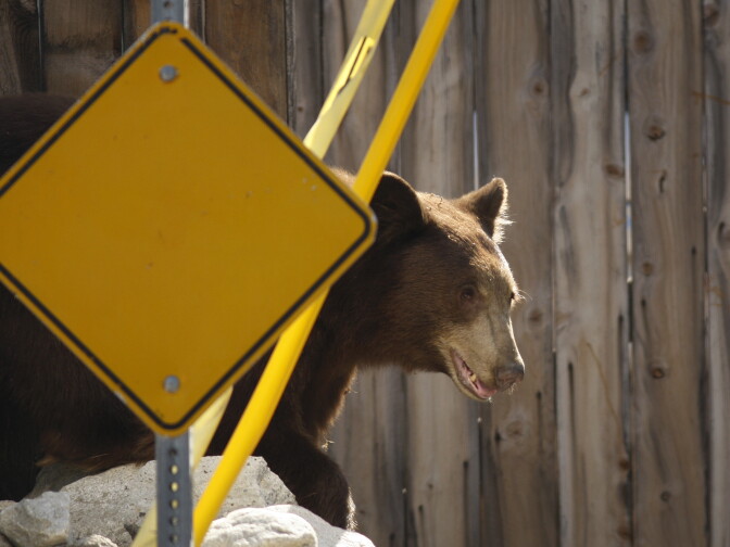 File photo: An adult black bear walks through a residential neighborhood on September 9, 2012 in Montrose, California.
