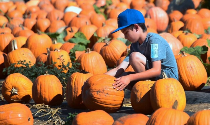 A child picks his pumpkin among many at a pumpkin patch.