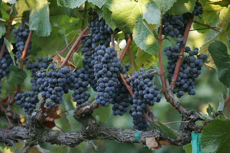 Temecula’s vineyards will have to use 10 percent less water starting June 1st, under rules set to be approved Thursday by the Rancho California Water District Board.