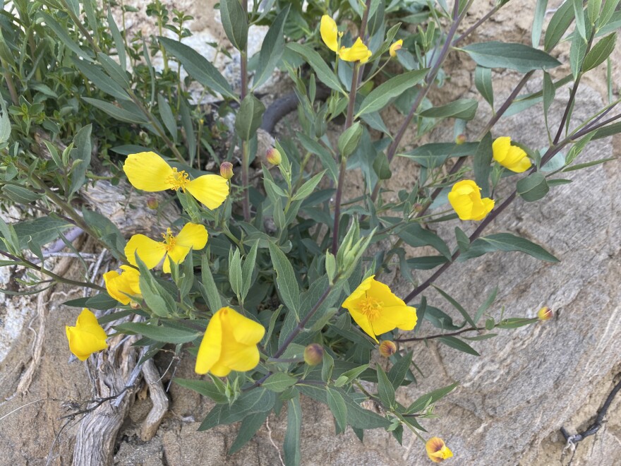 A close-up of yellow wildflowers.