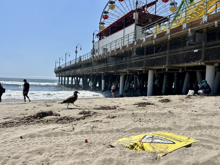 A bird walks on sand at a beach. The bird is heading to a pier with a ferris wheel.