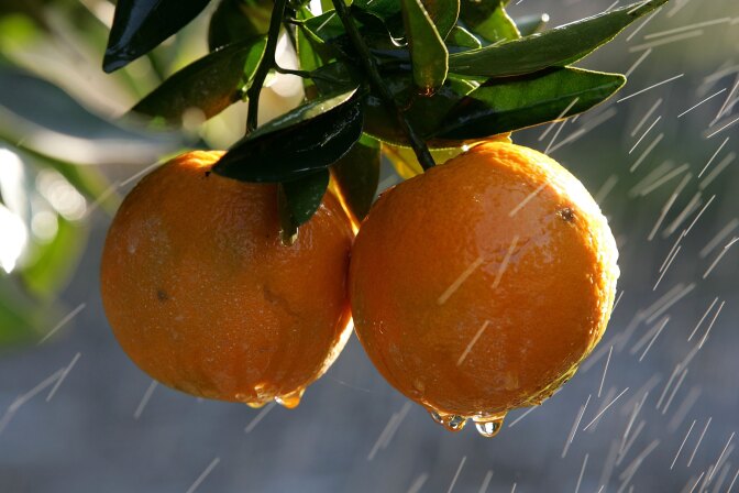 File: Oranges are sprayed with water to melt the ice frozen over them at the Keith A. Nilmeier Farms Jan. 16, 2007 in Fresno.