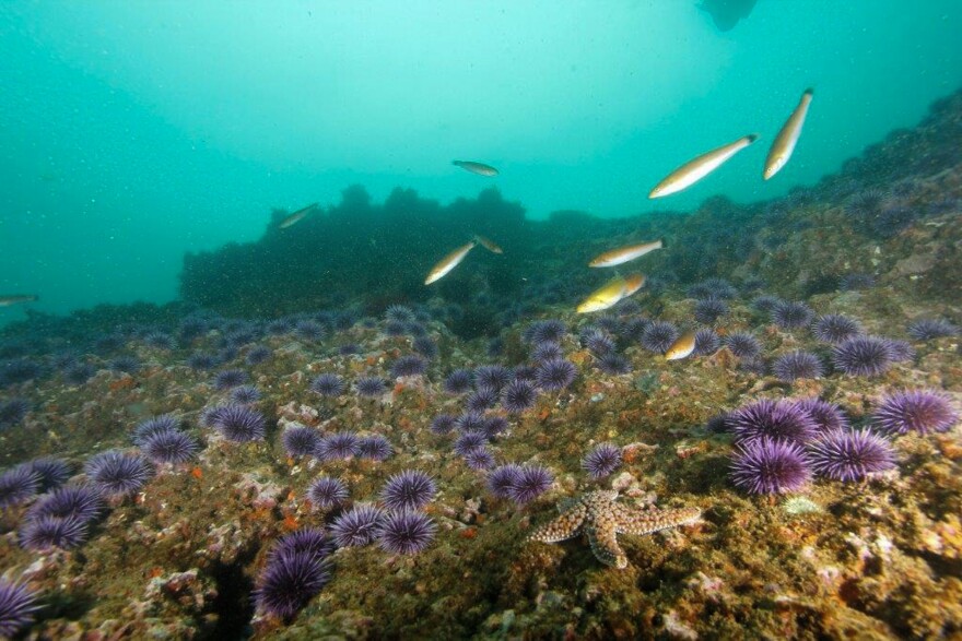 Sea urchins eat kelp spores trying to take root on the sea floor. Urchins grew dominant after people hunted out sea otters and other predators in 1850.
