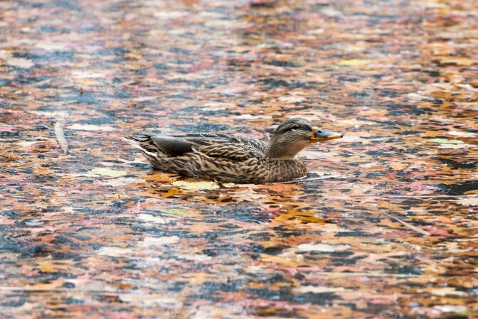 A duck swims on a pond covered with leaves in autumnal colors in Weiden, southern Germany, on November 20, 2015.
