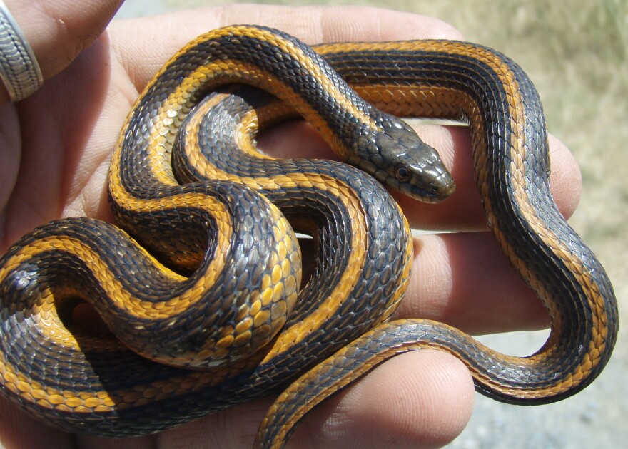 A small black and orange vertically striped giant gartersnake in the palm of a hand. 