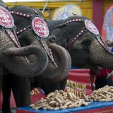 Ringling Bros. and Barnum & Bailey elephants Bunny, Susie and Minnie line up in front of a table full of hot dog buns July 2, 2010 in Coney Island, New York. The three elephants competed against three adult males to see who could eat the most buns. The elephants won, 41 dozen for the elephants and 15 dozen for the men. AFP PHOTO / DON EMMERT (Photo credit should read DON EMMERT/AFP/Getty Images)