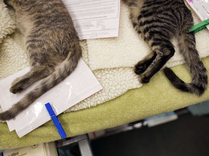 Sedated feral cats await being prepared for surgery. According to Karn Myers, co-founder and executive director of Fix Nation, there are an estimated one million feral cats in Los Angeles. Myers believes that is a conservative estimate.
