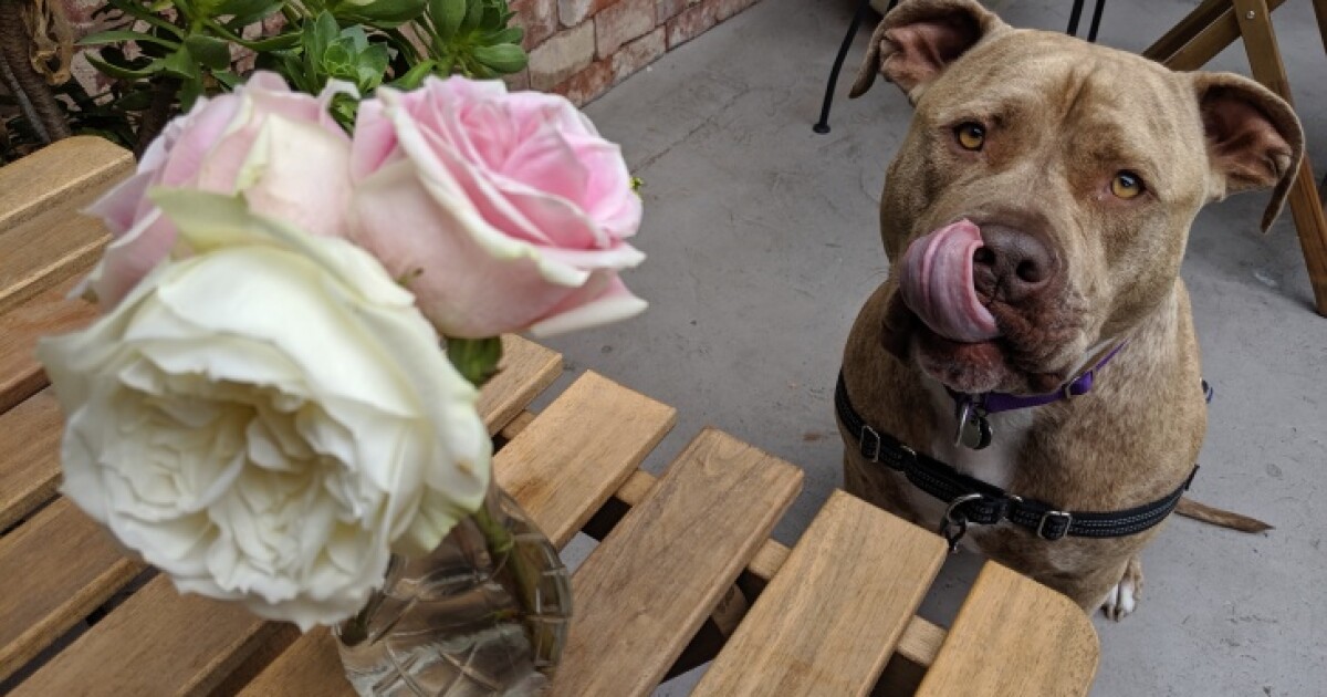 restaurants to eat brunch with your dog