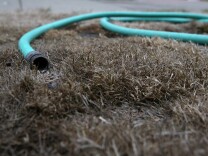 A hose sits on a dead lawn in front of a house on July 15, 2014 in San Francisco, California. As the California drought continues to worsen and voluntary conservation is falling well below the suggested 20 percent, the California Water Resources Control Board is considering a $500 per day fine for residents who waste water on landscaping, hosing down sidewalks and car washing.  (Photo by Justin Sullivan/Getty Images)