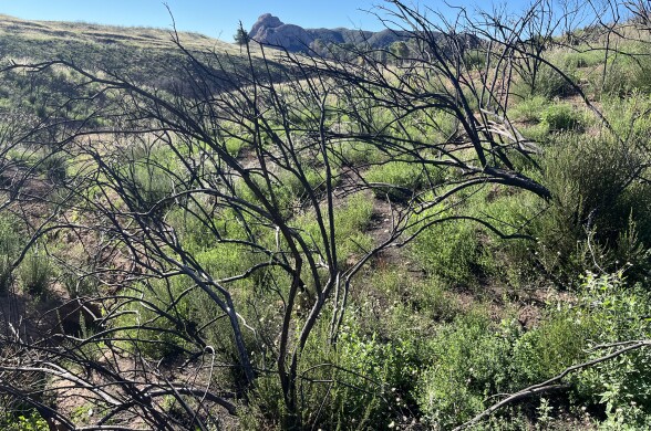 Hillsides with charred plants surrounded by new green growth. 
