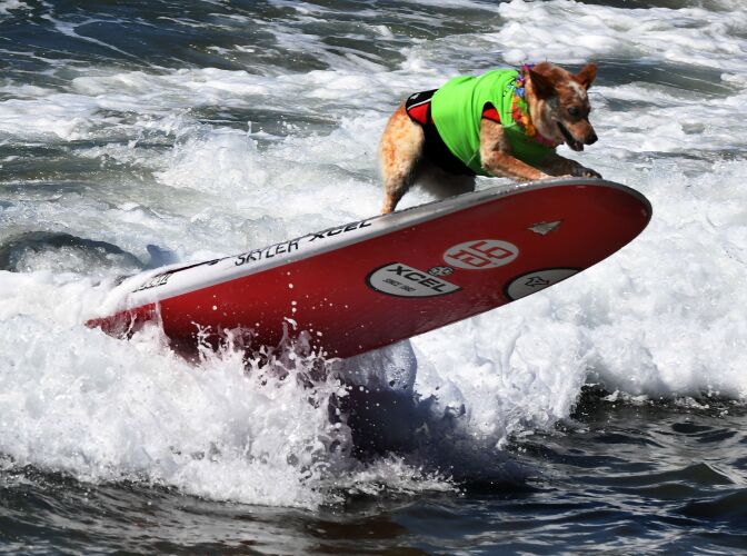 Surf dog Skyler rids the nose as she competes in the Tandem event during the 9th annual Surf City Surf Dog event at Huntington Beach, California on September 23, 2017. 
Dogs, big and small, and some in tandem braved the large swell that greeted them during the iconic event at Surf City, USA. / AFP PHOTO / Mark RALSTON        (Photo credit should read MARK RALSTON/AFP/Getty Images)
