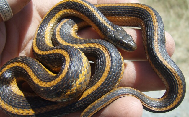 A small black and orange vertically striped giant gartersnake in the palm of a hand. 