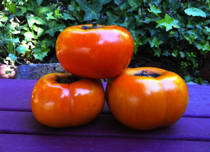 persimmons-fuyu.jpg