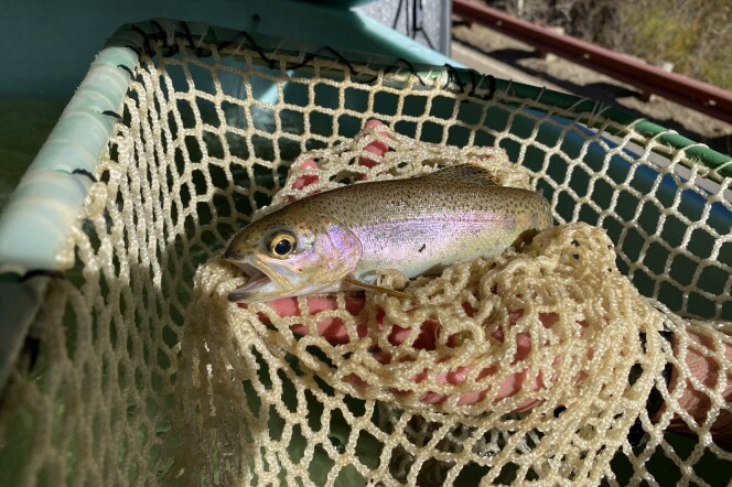 A fish, with copper and purple hued scales, is being held in a wet tan net over a person's hand. The fish's mouth is open, with one eye seemingly staring at the camera.