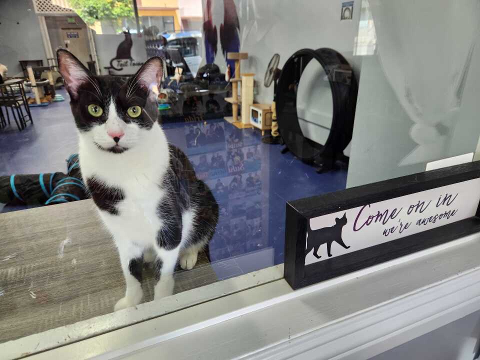 Cats of various colors and sizes are shown lounging around the Tail Town cafe.