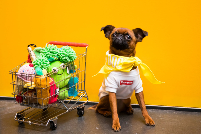 A small pug chihuahua mix dog poses in a "Pupreme" shirt and yellow neckerchief. Next to the dog is a small grocery basket of stuffed toys.