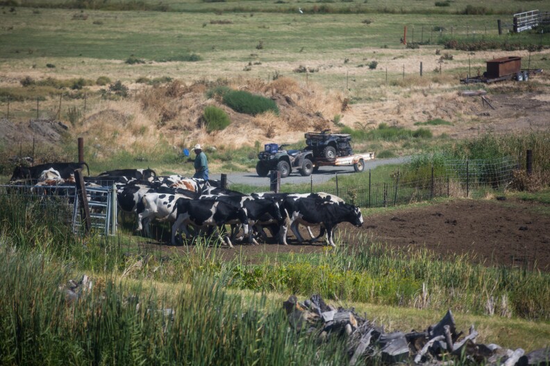 A farmer herds cows on a farm in the Sacramento San Joaquin River Delta.