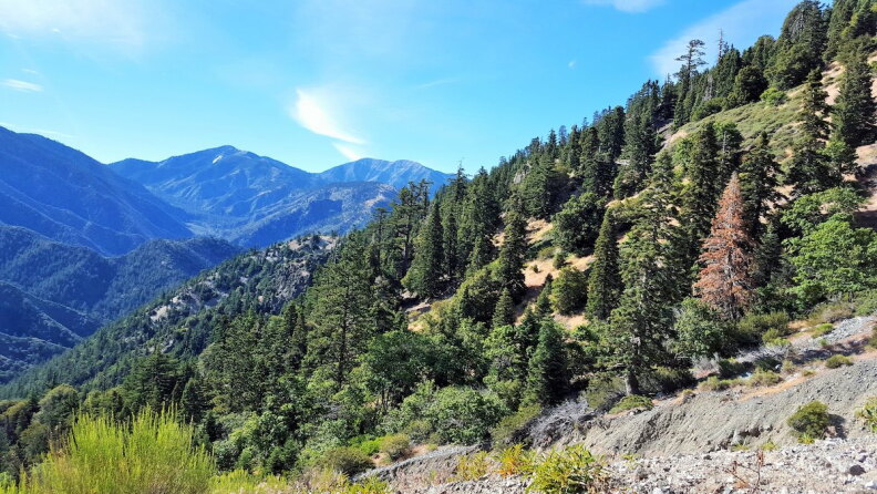 Mountains in the distance, trees on the Big Horn Mine Hike