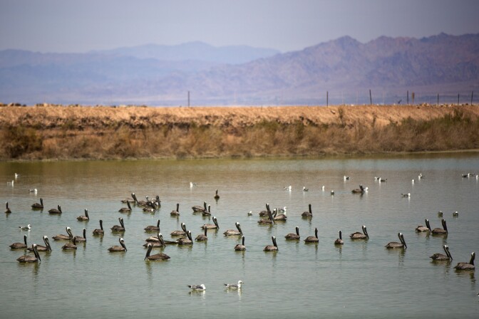 California brown pelicans breed on the Channel Islands  then travel to the Salton Sea in the summertime after breeding.