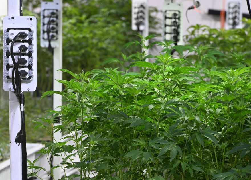 Leafy green plants grow inside near electrical plugs