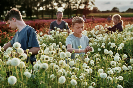 Two boys are in the foreground and a man and a woman stand ini the background all picking tall flowers in a field.