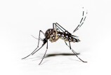 A close up shot of a mosquito with white spots on a white background.