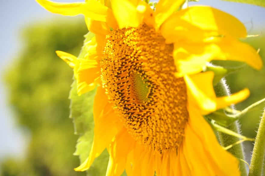 sunflower-may1-gg.jpg