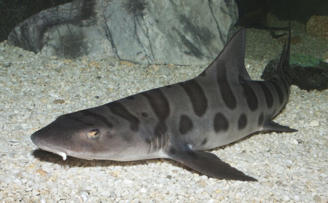 Leopard shark