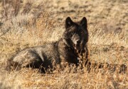 A dark gray wolf sits in a field of dry grass.
