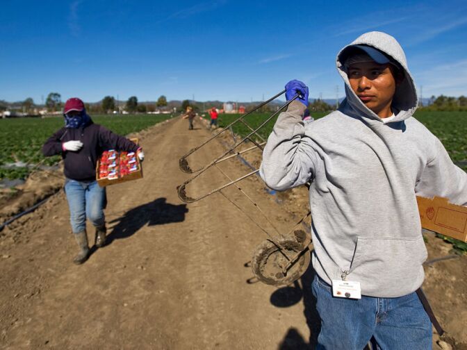 Contracted workers harvest strawberries on Tuesday at Terry Farms Inc., a family-owned and -operated fruit and vegetable company in Ventura.