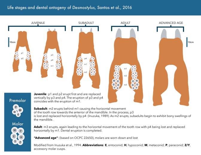 A diagram showing the teeth of desmostylians at various ages.