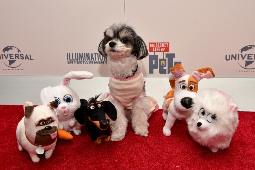 NEW YORK, NY - FEBRUARY 13:  Tinkerbelle the Dog walks the red carpet with Spin Master's plush during The Secret Life of Pets toy line reveal at Toy Fair on February 13, 2016 in New York City.  (Photo by Bryan Bedder/Getty Images for Universal)