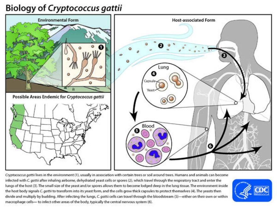 Cryptococcus gattii lives in the environment (1), usually in association with certain trees or soil around trees. Humans and animals can become infected with C. gattii after inhaling airborne, dehydrated yeast cells or spores (2), which travel through the respiratory tract and enter the lungs of the host (3). The small size of the yeast and/or spores allows them to become lodged deep in the lung tissue. The environment inside the host body signals C. gattii to transform into its yeast form, and the cells grow thick capsules to protect themselves (4). The yeasts then divide and multiply by budding. After infecting the lungs, C. gattii cells can travel through the bloodstream (5)—either on their own or within macrophage cells— to infect other areas of the body, typically the central nervous system (6).