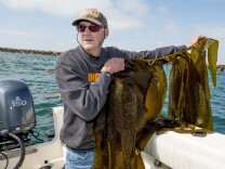 Researchers collect kelp samples for the first round of testing in the Kelp Watch 2014 project.