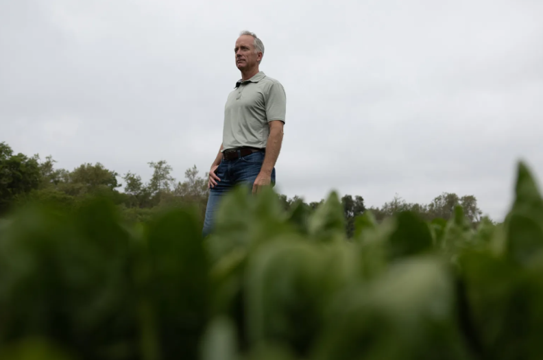 A low angle view of a man with light skin tone, wearing a collared short-sleeve shirt, stands in a field of produce, which is out of focus in the foreground.