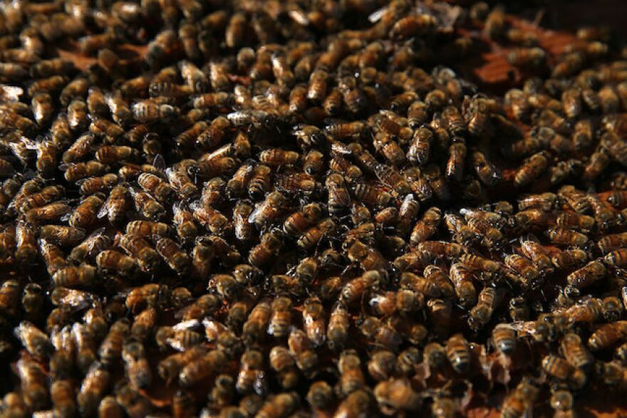 bees.jpg