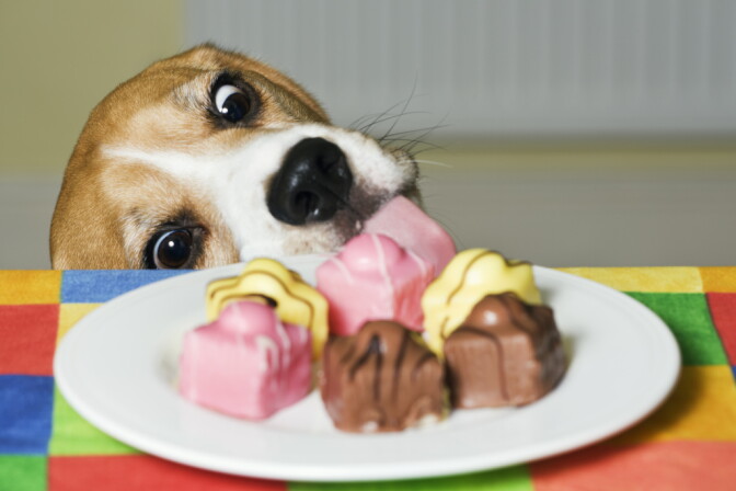 Hard to resist. But if they're marijuana edibles, not such a treat.