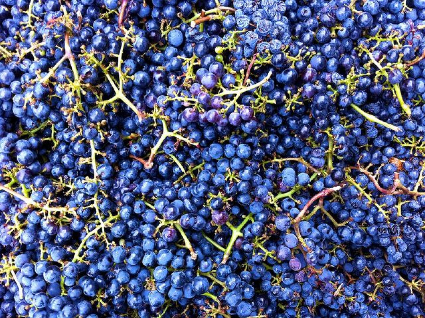 Grapes_Pencil_this_in.jpg
