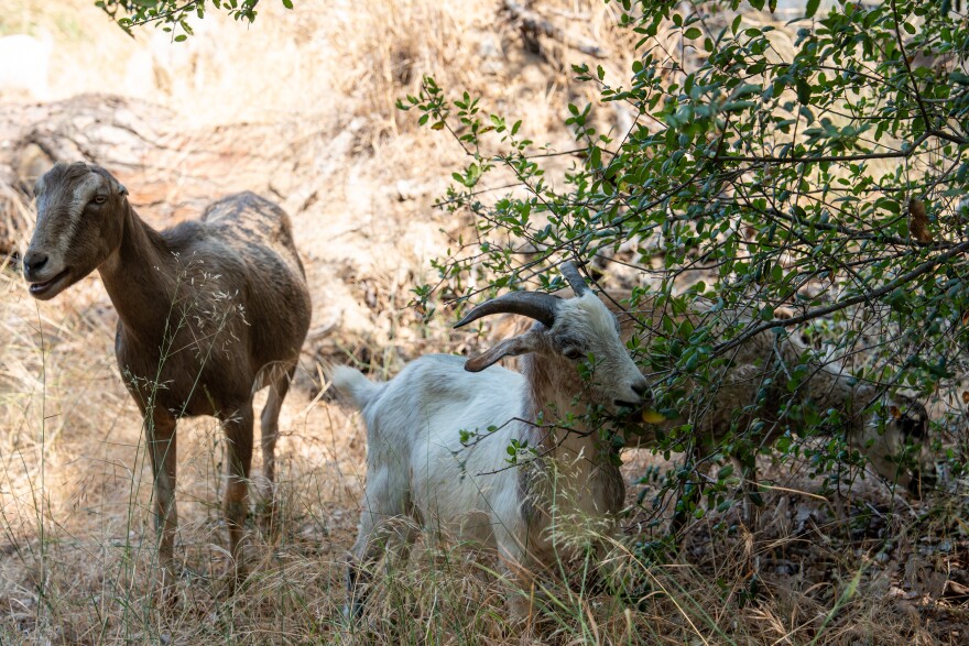 Goats and sheep graze on dry brush along a hillside.