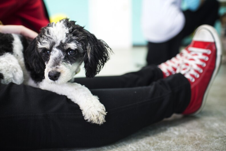 Brianne Neumann of Glendale spends times with dogs for adoption during the grand opening of the Dog Cafe, L.A.'s first-ever dog cafe, in Silver Lake on Thursday, April 7, 2016.