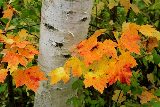A birch tree is wrapped in leaves changing to fall colors October 19, 2005 near Amenia, New York.