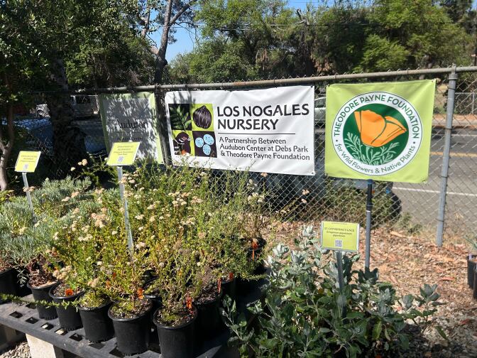 On a gate a white banner is hung that reads "Los Nogales Nursery." To the right of the banner is another square-shaped, light-green banner with an orange poppy at the center. On a table in fron of the gate is several potted plants with green signs that say their names.