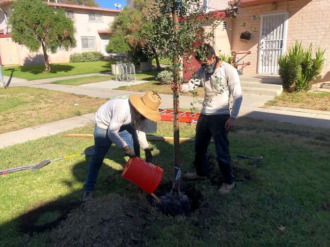 Two people -- one in a sunhat, the other with a bandana - plant and water a tree with a red watering can in front a beige brick home 