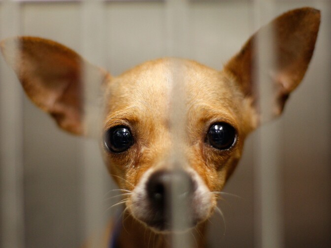 A report from the Los Angeles City Controller's office found 25 percent of animals admitted into the city's shelters were euthanized last year, a huge drop from years prior. 