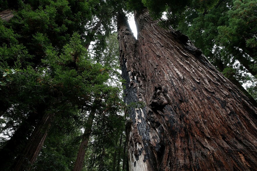 Coastal Redwood trees stand at Muir Woods National Monument on August 20, 2013 in Mill Valley, California. A four-year study by the Save the Redwoods League called "the Redwoods and Climate Change Initiative" found that due to changing environmental conditions, California's coast redwoods and giant sequoias are experiencing an unprecedented growth surge and have produced more wood over the past century than any other time in their lives.  