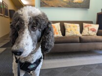 A black and white poodle dog in front of a couch.