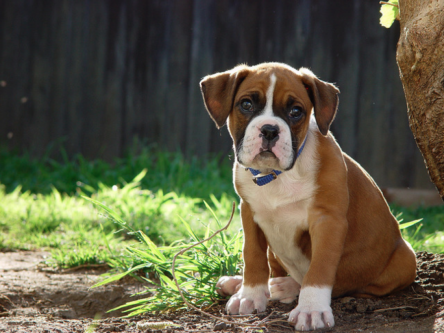 boxer_puppy.png