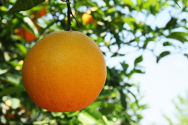 orange_fruit_tree.jpg